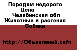 Породам недорого › Цена ­ 2 500 - Челябинская обл. Животные и растения » Собаки   